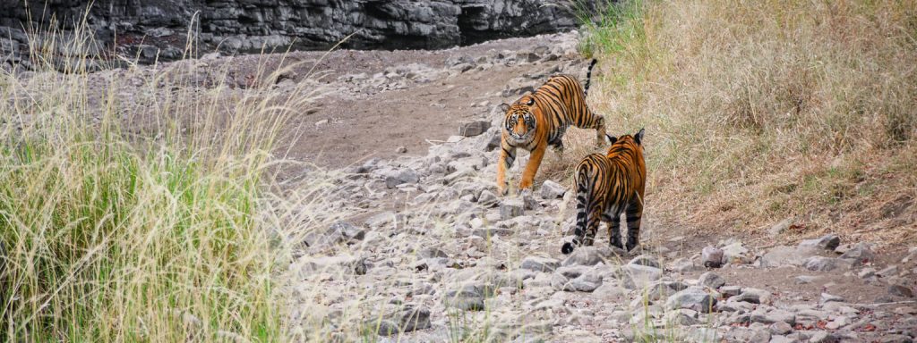 Golden Triangle tour with Ranthambore