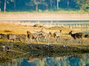 Great India Wildlife Tour