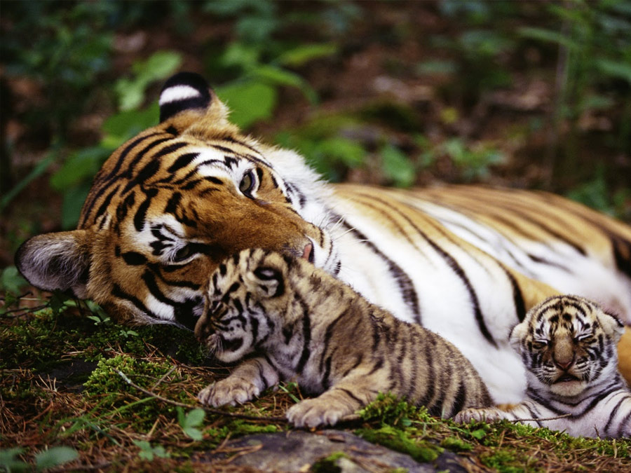 itinerary_ranthambore_3 itinerary_ranthambore_3