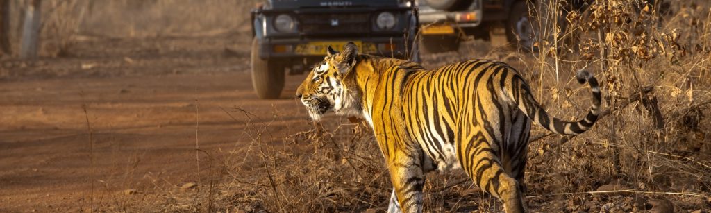 quick-wildlife-tour-of-india