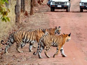 Quick Wildlife Tour of India
