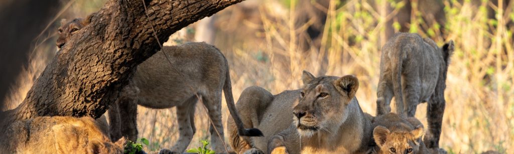 9-days-best-of-gujarat-with-wildlife-tour-package