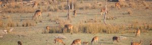 Golden Triangle with Sariska and Gwalior