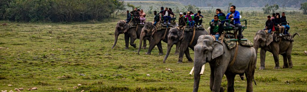 great-india-wildlife-tour