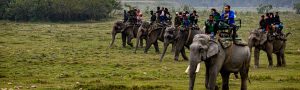 Great India Wildlife Tour