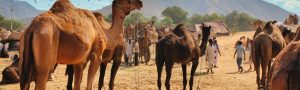 Rural Rajasthan Tour Package